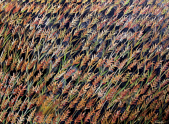 Bush Wheat