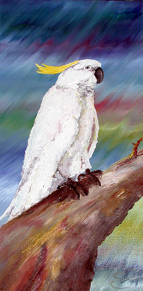 Cockatoo