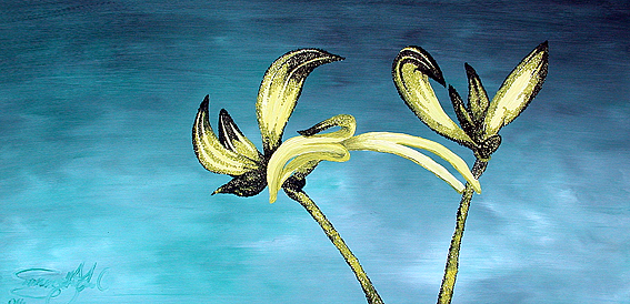 Kangaroo Paws - Yellow & Black