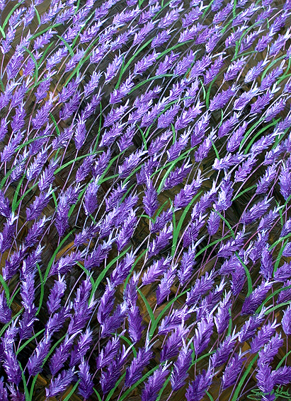 Lavender Field