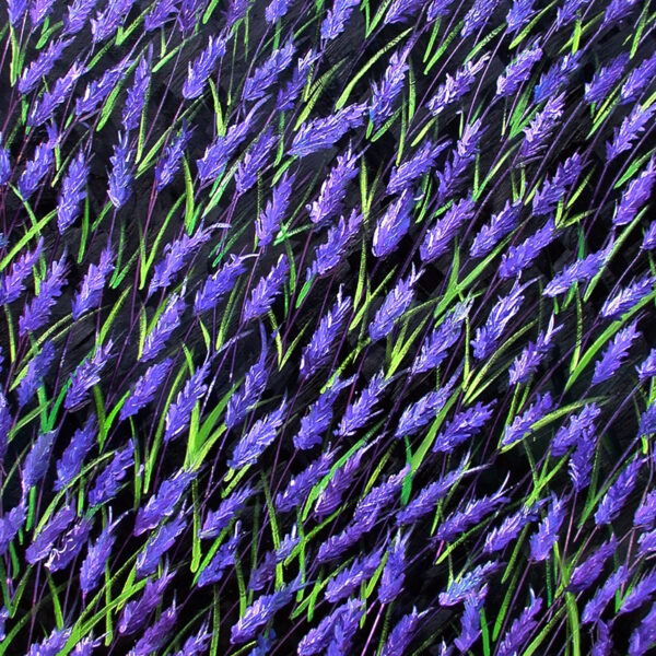 Lavender