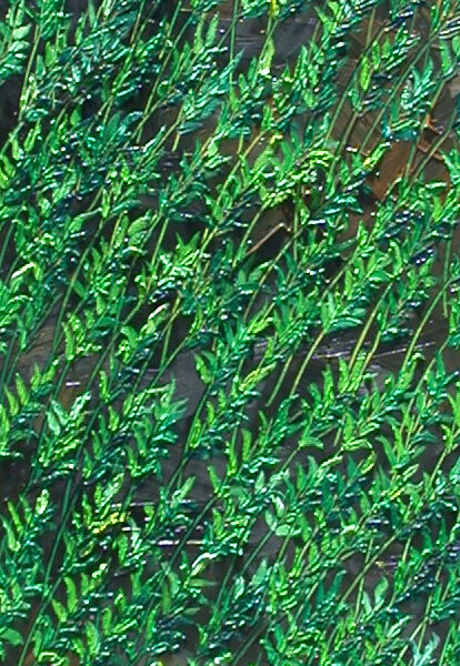 Long Green Wheat