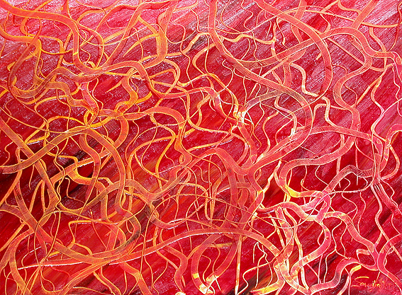 Red Vines